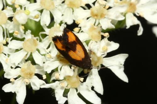 Réf. 187 721 : Pammene aurana